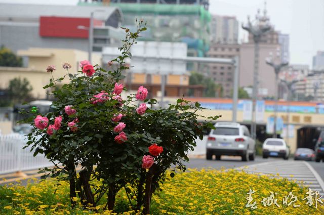 北京路變“月季大道”