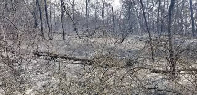 4天內，曲靖多地發(fā)生山林火災2