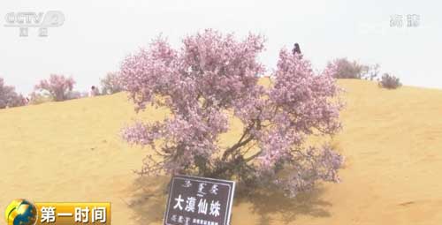蒙古扁桃花綻放騰格里沙漠