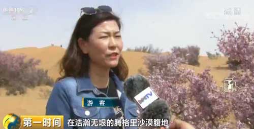 蒙古扁桃花綻放騰格里沙漠