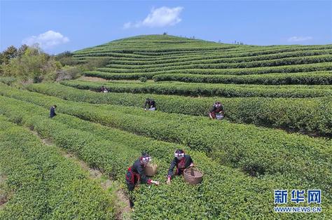 (社會)(1)福建福鼎:春茶飄香