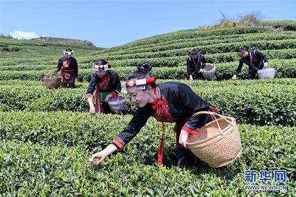 (社會)(2)福建福鼎:春茶飄香