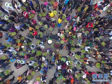 (社會)(3)福建福鼎:春茶飄香