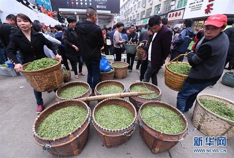 (社會)(5)福建福鼎:春茶飄香