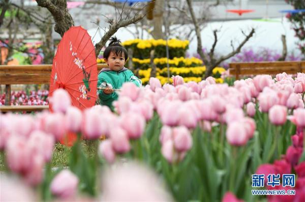 郁金香綻放田園 郁金香綻放田園