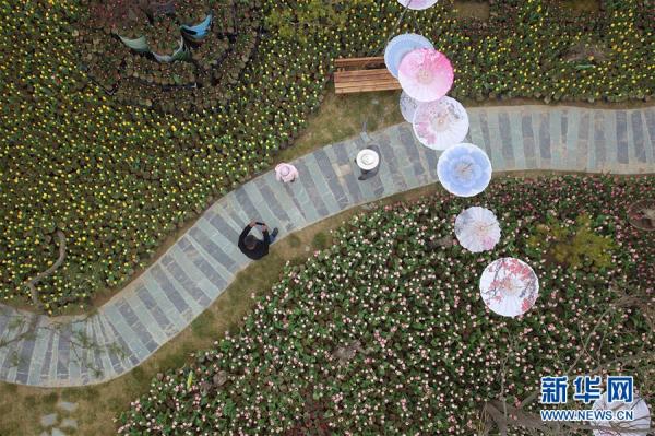 郁金香綻放田園 郁金香綻放田園