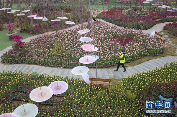 郁金香綻放田園 郁金香綻放田園