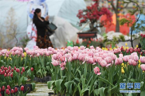 郁金香綻放田園 郁金香綻放田園