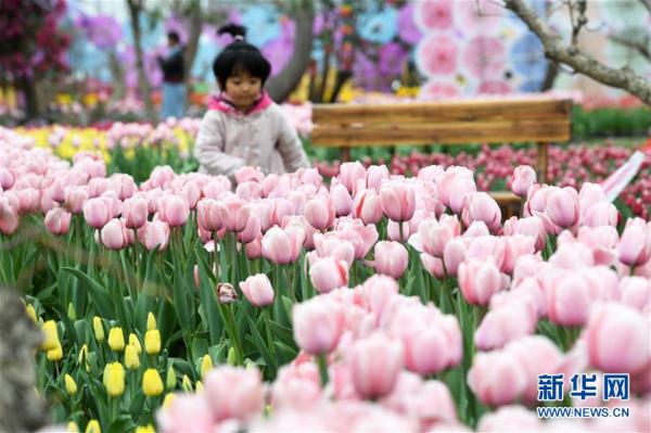 郁金香綻放田園 郁金香綻放田園