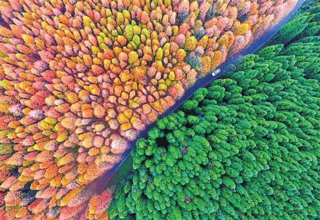 青青金佛山 呦呦福南川