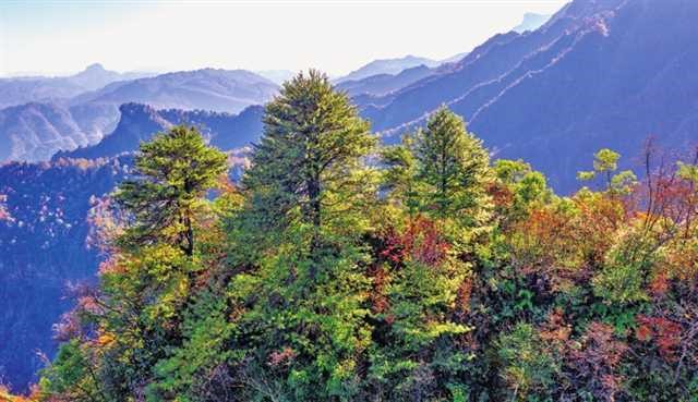 青青金佛山 呦呦福南川