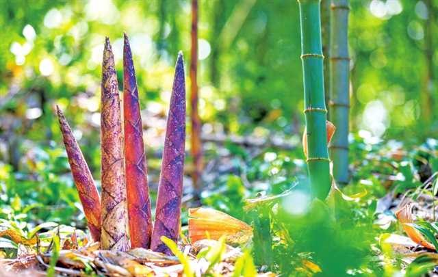 青青金佛山 呦呦福南川