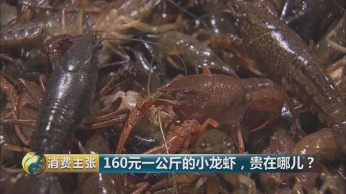 全民出動，遠(yuǎn)赴云南搶小龍蝦！160元一公斤都擠破頭，究竟為蝦米？
