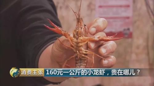 全民出動，遠(yuǎn)赴云南搶小龍蝦！160元一公斤都擠破頭，究竟為蝦米？