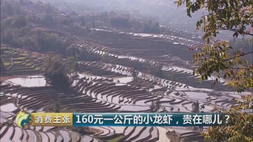 全民出動，遠(yuǎn)赴云南搶小龍蝦！160元一公斤都擠破頭，究竟為蝦米？