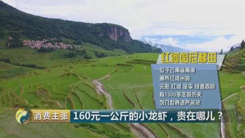 全民出動，遠(yuǎn)赴云南搶小龍蝦！160元一公斤都擠破頭，究竟為蝦米？