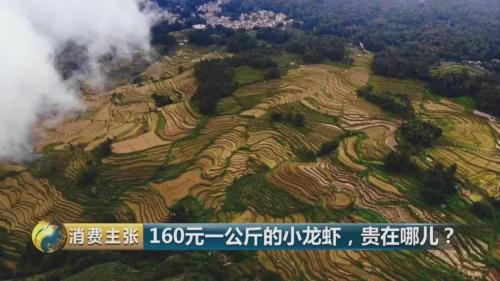 全民出動，遠(yuǎn)赴云南搶小龍蝦！160元一公斤都擠破頭，究竟為蝦米？