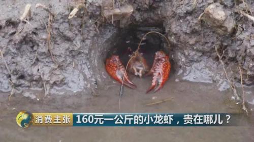 全民出動，遠(yuǎn)赴云南搶小龍蝦！160元一公斤都擠破頭，究竟為蝦米？