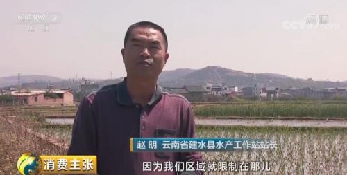 全民出動，遠(yuǎn)赴云南搶小龍蝦！160元一公斤都擠破頭，究竟為蝦米？