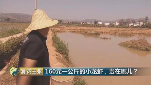 全民出動，遠(yuǎn)赴云南搶小龍蝦！160元一公斤都擠破頭，究竟為蝦米？