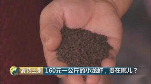 全民出動，遠(yuǎn)赴云南搶小龍蝦！160元一公斤都擠破頭，究竟為蝦米？