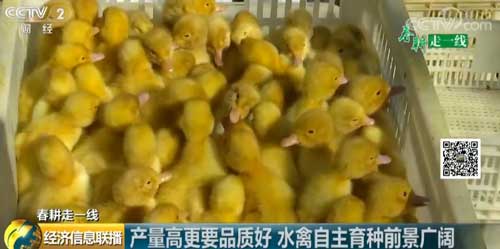 【春耕走一線】產(chǎn)量高更要品質(zhì)好 水禽自主育種前景廣闊