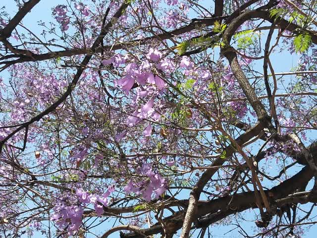 學(xué)府路藍(lán)花楹