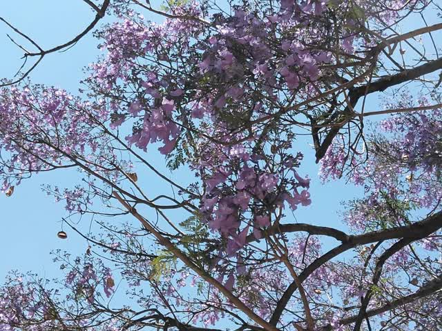 學(xué)府路藍(lán)花楹開花