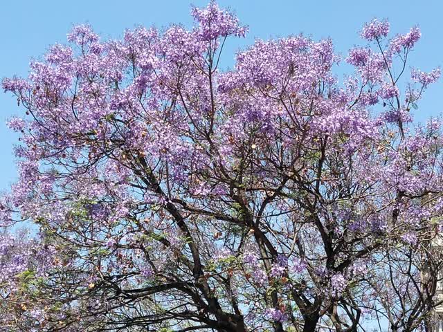 學(xué)府路藍(lán)花楹開花