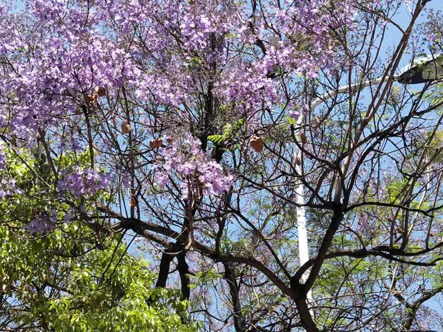 學(xué)府路藍(lán)花楹開花