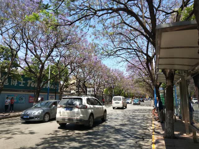 學(xué)府路藍(lán)花楹開花