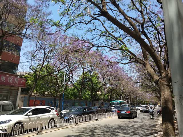 學(xué)府路藍(lán)花楹開花