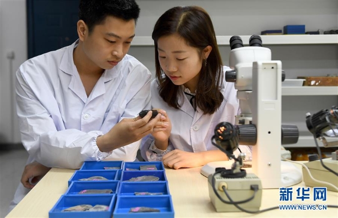 (新華全媒頭條·圖文互動)(5)探尋5億年前“生命大爆炸”之奧秘——中國科學(xué)家發(fā)現(xiàn)寒武紀(jì)“化石寶庫”清江生物群紀(jì)實(shí)