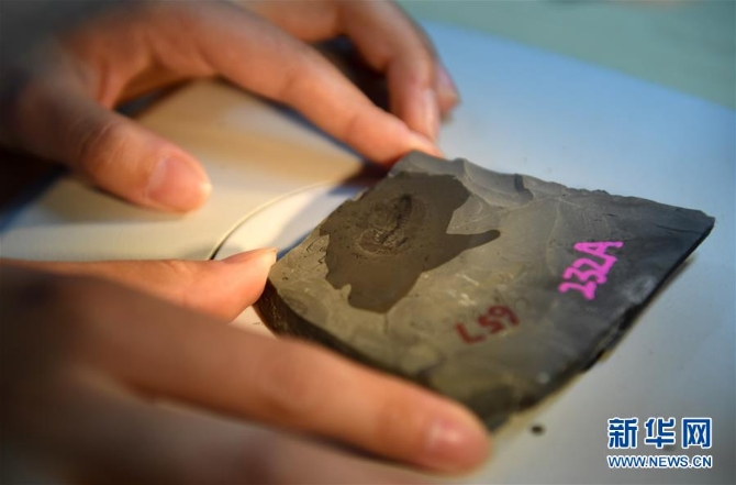 (新華全媒頭條·圖文互動)(8)探尋5億年前“生命大爆炸”之奧秘——中國科學(xué)家發(fā)現(xiàn)寒武紀(jì)“化石寶庫”清江生物群紀(jì)實(shí)