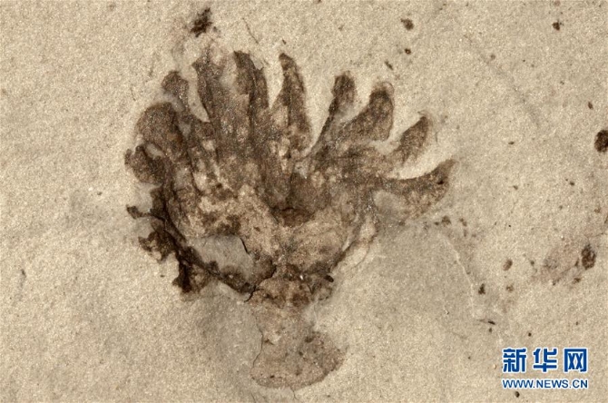 (新華全媒頭條·圖文互動)(9)探尋5億年前“生命大爆炸”之奧秘——中國科學(xué)家發(fā)現(xiàn)寒武紀(jì)“化石寶庫”清江生物群紀(jì)實(shí)