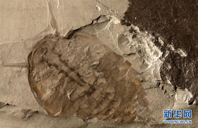 (新華全媒頭條·圖文互動)(10)探尋5億年前“生命大爆炸”之奧秘——中國科學(xué)家發(fā)現(xiàn)寒武紀(jì)“化石寶庫”清江生物群紀(jì)實(shí)