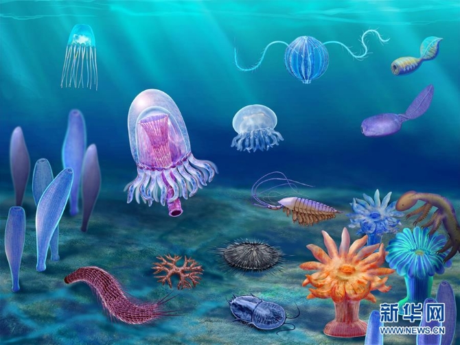 (新華全媒頭條·圖文互動)(15)探尋5億年前“生命大爆炸”之奧秘——中國科學(xué)家發(fā)現(xiàn)寒武紀(jì)“化石寶庫”清江生物群紀(jì)實(shí)