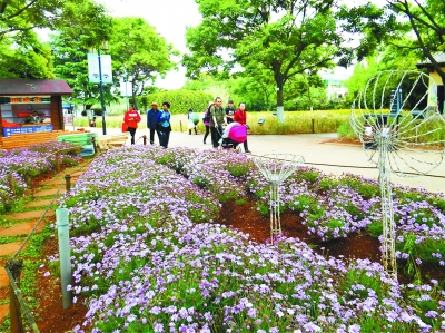 大觀公園 繁花盛開