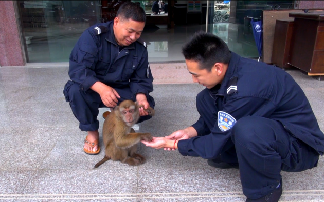 民警照顧野生動物826