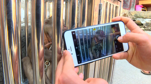 熊猴萌態(tài)“搶鏡”惹人愛（龍陵縣電視臺提供）