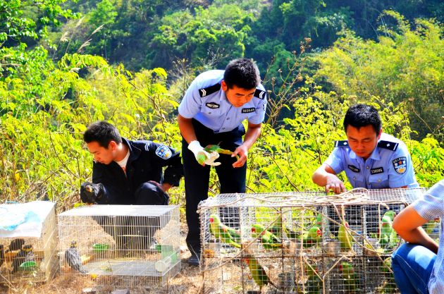 放生野生鳥類 - 副本