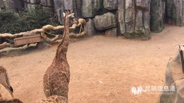 長(zhǎng)頸鹿莊園展區(qū)發(fā)現(xiàn)大量現(xiàn)金。