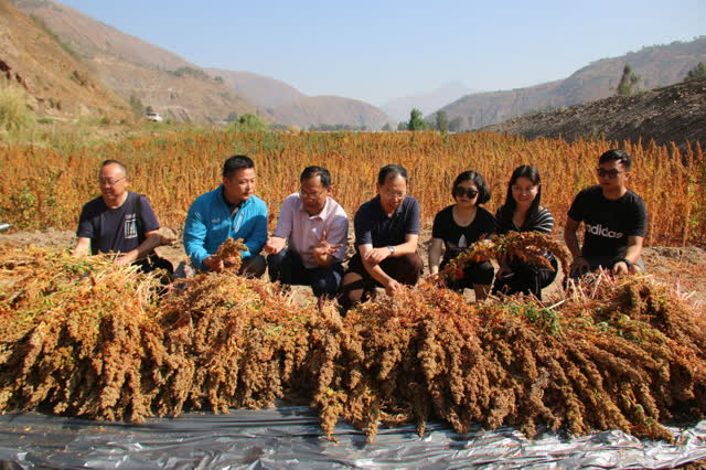 昆明東川試種藜麥成功1