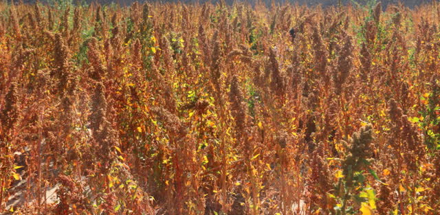 昆明東川試種藜麥成功4