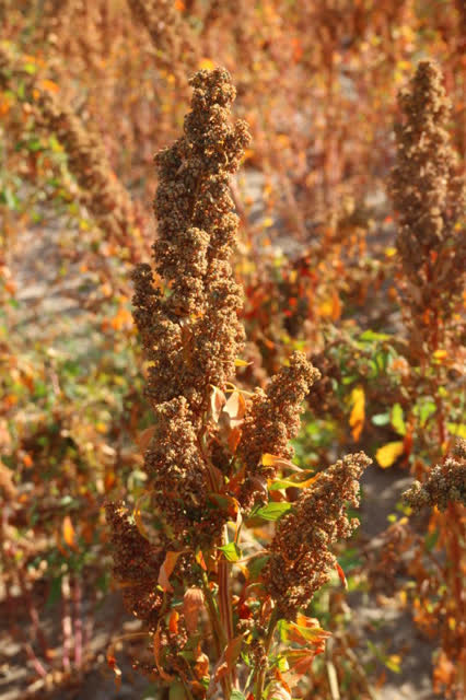 昆明東川試種藜麥成功2_副本