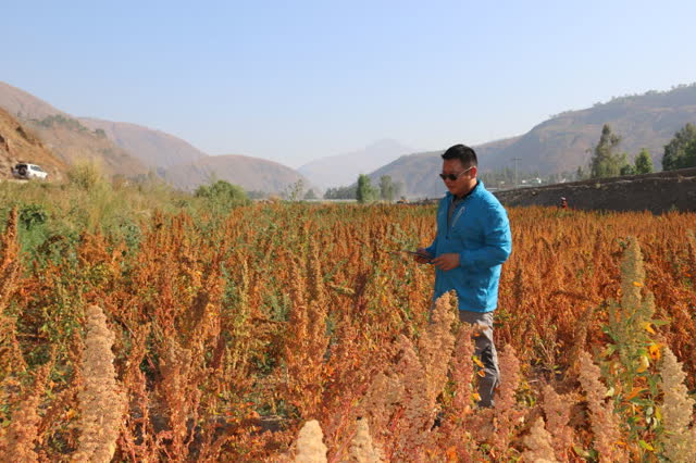 昆明東川試種藜麥成功3