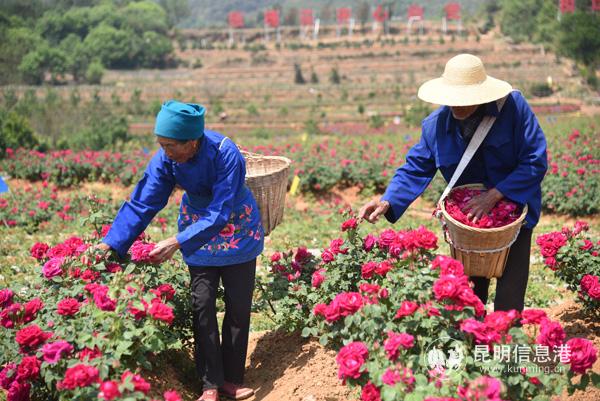 鮮艷的玫瑰花帶花走上致富之路