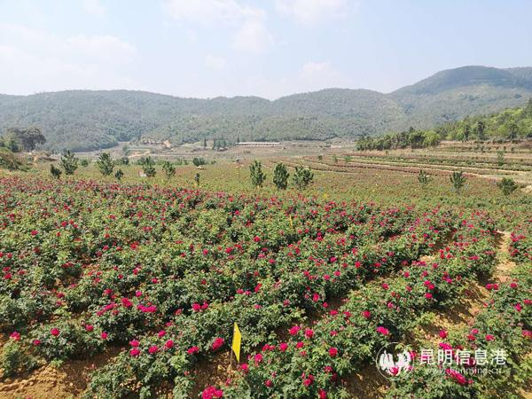 萬畝花田令人迷醉