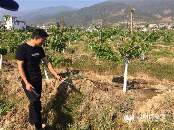 大理市人間仙境農(nóng)業(yè)開發(fā)有限公司總經(jīng)理孫雄飛介紹車?yán)遄拥姆N植 大理市人間仙境農(nóng)業(yè)開發(fā)有限公司總經(jīng)理孫雄飛介紹車?yán)遄拥姆N植