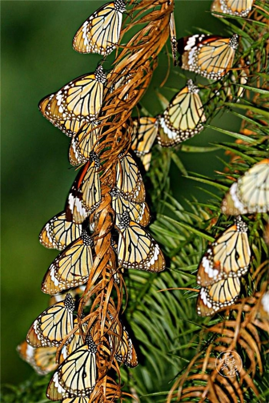 1556681621272-1556681598850 1556681621272-1556681598850